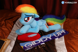 Size: 2160x1440 | Tagged: safe, artist:ponimalion, rainbow dash, pegasus, pony, g4, 4chan cup scarf, bedroom eyes, clothes, feather, female, folded wings, giddy up, heart, heart pillow, irl, life size, lying, lying on bed, mare, photo, pillow, plushie, scarf, solo