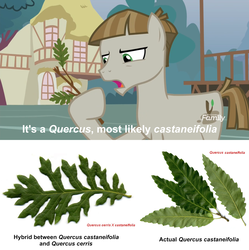 Size: 1920x1929 | Tagged: safe, edit, edited screencap, screencap, mudbriar, earth pony, pony, g4, the maud couple, dialogue, hoof hold, leaves, male, oak tree, solo, stallion, stick, tree branch