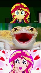 Size: 782x1380 | Tagged: safe, edit, screencap, ray, sunset shimmer, leopard gecko, lizard, equestria girls, g4, my little pony equestria girls: summertime shorts, pet project, animal, cute, discovery family logo, eyes on the prize, heart, irl, looking at you, open mouth, photo, realistic, shimmerbetes, shimmering the gecko, volumetric mouth
