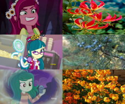 Size: 2444x2048 | Tagged: safe, screencap, gloriosa daisy, juniper montage, wallflower blush, equestria girls, equestria girls specials, g4, my little pony equestria girls: better together, my little pony equestria girls: forgotten friendship, my little pony equestria girls: legend of everfree, my little pony equestria girls: mirror magic, antagonist, discovery family logo, equestria's plant girls, erysimum cheiri, evil smile, flower, grin, high res, magic mirror, memory stone, nature, plants, similarities, smiling, villainess, wallflower, wallflower and plants, wallflower is a plant