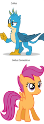 Size: 417x1154 | Tagged: safe, edit, vector edit, gallus, scootaloo, griffon, g4, gallus the rooster, know the difference, scientific name, scootachicken, vector, wrong aspect ratio