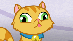 Size: 902x508 | Tagged: safe, screencap, derp cat, cat, g4, grannies gone wild, animated, blinking, derp, gif, slow blink, solo
