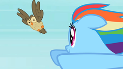 Size: 1280x720 | Tagged: safe, screencap, owlowiscious, rainbow dash, bird, owl, pony, g4, may the best pet win, duo, female, flying, mare