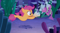 Size: 1440x804 | Tagged: safe, screencap, scootaloo, fish, pegasus, pony, seapony (g4), g4, surf and/or turf, bubble, conch, coral, dorsal fin, female, filly, fin, fin wings, fins, fish tail, flowing mane, flowing tail, foal, ocean, rock, sea-mcs, seaponified, seapony scootaloo, seaquestria, seashell, seaweed, smiling, species swap, spread wings, swimming, tail, underwater, water, wings
