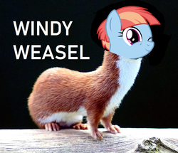 Size: 1192x1024 | Tagged: safe, windy whistles, weasel, g4, parental glideance, female, one eye closed, pun, solo, visual pun, wat, what has science done, wink