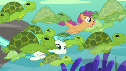 Size: 1920x1080 | Tagged: safe, screencap, scootaloo, terramar, seapony (g4), turtle, g4, surf and/or turf, female, filly, male, sea turtle, sea-mcs, seaponified, seapony scootaloo, species swap, swimming, underwater, your heart is in two places