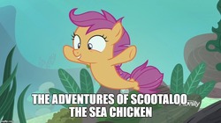 Size: 888x499 | Tagged: safe, edit, edited screencap, screencap, scootaloo, fish, pegasus, pony, seapony (g4), g4, surf and/or turf, bubble, cute, cutealoo, discovery family logo, dorsal fin, female, filly, fin, fin wings, fins, fish tail, flowing mane, flowing tail, foal, happy, meme, ocean, open mouth, open smile, rock, scootachicken, sea-mcs, seaponified, seapony scootaloo, seaquestria, seashell, seaweed, smiling, solo, species swap, spread wings, swimming, tail, teeth, tunaloo, underwater, water, wings