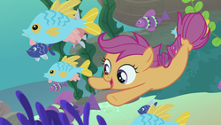 Size: 1280x720 | Tagged: safe, screencap, scootaloo, fish, seapony (g4), g4, surf and/or turf, cute, cutealoo, female, filly, open mouth, school of fish, seaponified, seapony scootaloo, species swap, swimming, underwater, your heart is in two places