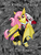 Size: 720x937 | Tagged: safe, artist:texasuberalles, angel bunny, fluttershy, bat pony, rabbit, g4, cape, clothes, cloven hooves, dress, duo, fangs, female, flutterbat, looking at you, male, mare, race swap, species swap, spoopy, unshorn fetlocks, wing hold