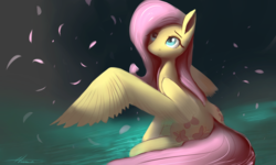 Size: 4500x2700 | Tagged: safe, artist:auroriia, fluttershy, pegasus, pony, g4, female, flower petals, looking at something, looking up, mare, petals, signature, sitting, solo, spread wings, turned head, updated, water, wings