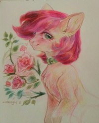 Size: 1729x2160 | Tagged: safe, artist:winternight2015, roseluck, earth pony, pony, g4, chest fluff, collar, commissioner:doom9454, cute, ear fluff, female, flower, fluffy, mare, pony pet, rose, rosepet, solo, traditional art