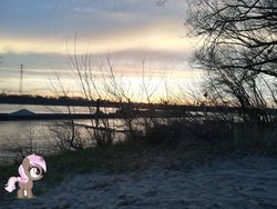Size: 3968x2976 | Tagged: safe, brown sugar, pony, unicorn, g4, austria, beach, cloud, danube, danube island, female, filly, foal, high res, irl, island, photo, ponies in real life, pony on earth, river, sand, sky, sunset, vienna