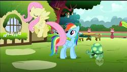 Size: 1280x720 | Tagged: safe, screencap, fluttershy, rainbow dash, tank, pegasus, pony, tortoise, g4, may the best pet win, season 2, find a pet, fluttershy's cottage, flying, singing