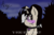 Size: 1024x684 | Tagged: safe, artist:acrylicbristle, oc, oc only, oc:acrylic bristle, pony, bangs, blushing, blushing profusely, cloud, cloudy, collar, femboy, flustered, forest, forest background, girly, male, meme, night, ponytail, signature, solo, stallion, text, you stop that