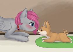 Size: 3035x2149 | Tagged: artist needed, safe, oc, oc only, oc:gloomy frenzy, dog, pegasus, pony, shiba inu, blushing, choker, doge, female, high res, lying down, mare, prone, puppy, shibe, sploot, tail wag, tongue out, ych result