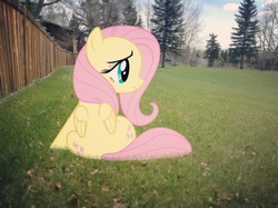 Size: 1760x1316 | Tagged: safe, artist:alatrylinus, fluttershy, pony, g4, irl, photo, vector