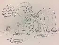 Size: 1280x960 | Tagged: dead source, safe, artist:greyscaleart, fluttershy, rainbow dash, pegasus, pony, g4, about to have tail sucked into a roomba, colored hooves, dialogue, female, grayscale, mare, monochrome, oblivious, pencil drawing, raised hoof, roomba, roombashy, simple background, traditional art, vrrr, wat