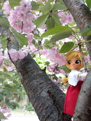 Size: 600x800 | Tagged: safe, artist:redness, applejack, equestria girls, g4, ball jointed doll, cherry blossoms, clothes, customized toy, doll, equestria girls minis, eqventures of the minis, flower, flower blossom, irl, miko, photo, toy, tree