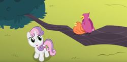 Size: 854x421 | Tagged: safe, screencap, constance, sweetie belle, bird, pony, songbird, unicorn, g4, surf and/or turf, female, filly, ground, looking up, open mouth, tree, tree branch