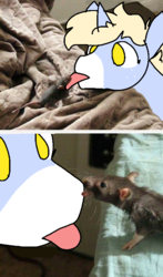 Size: 470x800 | Tagged: safe, artist:nootaz, oc, oc:nootaz, rat, grooming, licking, tongue out