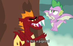 Size: 1382x868 | Tagged: safe, artist:dm29, derpibooru exclusive, garble, spike, dragon, g4, molt down, brave of the sun fighbird, duo, is this a pigeon, male, meme, spike is not amused, teenaged dragon, unamused, winged spike, wings