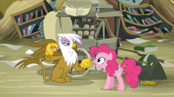 Size: 1916x1072 | Tagged: safe, screencap, gilda, pinkie pie, earth pony, griffon, pony, g4, the lost treasure of griffonstone, book, bookshelf, butt, claws, confused, customer, demanding, duo, female, griffonstone, mare, narrowed eyes, open mouth, paws, pay up, plot, scone, sin of greed, sitting, spread wings, talking, talons, wings
