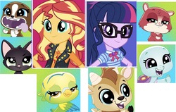 Size: 1643x1046 | Tagged: safe, editor:php77, sci-twi, sunset shimmer, twilight sparkle, bird, cat, dog, goat, hamster, parakeet, turtle, equestria girls, g4, my little pony equestria girls: better together, animal, bev gilturtle, bowtie, clothes, edie von keet, female, geode of empathy, geode of telekinesis, glasses, hilarious in hindsight, jacket, jade catkin, leather jacket, littlest pet shop, littlest pet shop a world of our own, looking at you, magical geodes, male, quincy goatee, roxie mcterrier, trip hamston