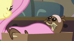 Size: 1280x720 | Tagged: safe, screencap, fluttershy, otter, fluttershy leans in, g4, bandage, bed, sheet, smiling