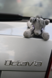 Size: 2592x3888 | Tagged: safe, artist:wolflessnight, photographer:pulse wave, octavia melody, earth pony, pony, czequestria, g4, background pony, beanie (plushie), car, czech republic, czequestria 2017, female, high res, irl, mare, namesake, photo, plushie, prague, pun, skoda, skoda octavia