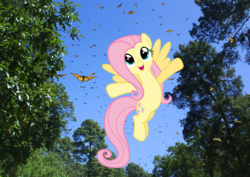 Size: 1485x1051 | Tagged: safe, artist:reaver75, fluttershy, butterfly, monarch butterfly, g4, flying, happy, irl, mexico, monarch butterfly biosphere reserve, photo, ponies in real life, so many wonders, tree