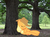 Size: 2592x1940 | Tagged: safe, artist:rachelclaraart, applejack, earth pony, pony, g4, irl, photo, ponies in real life, sleeping, solo, tree