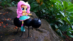 Size: 2064x1161 | Tagged: safe, fluttershy, ant, equestria girls, g4, doll, equestria girls minis, eqventures of the minis, irl, photo, toy