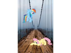 Size: 960x720 | Tagged: safe, fluttershy, rainbow dash, g4, flying, irl, photo, ponies in real life, scared, vector