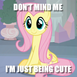 Size: 743x743 | Tagged: safe, edit, edited screencap, screencap, fluttershy, pony, g4, non-compete clause, cropped, cute, dialogue, female, image macro, meme, shyabetes, sitting, solo