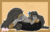 Size: 3117x2000 | Tagged: safe, alternate version, artist:pastel-pony-princess, oc, oc only, oc:trash, fly, pony, bandana, cute, female, high res, sleeping, solo, tire, trash