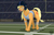 Size: 2670x1728 | Tagged: safe, artist:mighty-muffins, applejack, earth pony, pony, g4, american football, clothes, colt, cutie mark, derail in the comments, female, field goal, football field, football helmet, football stadium, helmet, male, nfl, shirt, sign, signature, solo, sports, tape, uniform