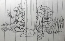 Size: 1546x993 | Tagged: safe, artist:chautung, sunset shimmer, twilight sparkle, alicorn, pony, unicorn, g4, cute, female, floral head wreath, flower, lesbian, levitation, lined paper, magic, mare, pencil drawing, present, shimmerbetes, ship:sunsetsparkle, shipping, sitting, telekinesis, tongue out, traditional art, twilight sparkle (alicorn)