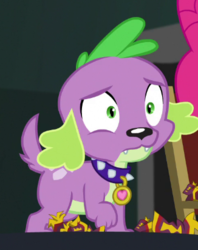 Size: 326x411 | Tagged: safe, screencap, spike, spike the regular dog, dog, equestria girls, equestria girls specials, g4, my little pony equestria girls: movie magic, cropped, male, paws