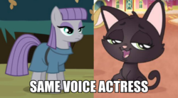 Size: 600x331 | Tagged: safe, maud pie, cat, earth pony, pony, g4, exploitable meme, ingrid nilson, jade catkin, littlest pet shop, littlest pet shop a world of our own, meme, same voice actor