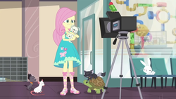 Size: 1280x720 | Tagged: safe, screencap, angel bunny, fluttershy, cat, dog, turtle, equestria girls, g4, my little pony equestria girls: better together, outtakes (episode), pup-pup, sandals