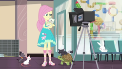 Size: 1280x720 | Tagged: safe, screencap, angel bunny, fluttershy, angel, cat, dog, rabbit, turtle, equestria girls, g4, my little pony equestria girls: better together, outtakes (episode), animal, clothes, dress, fluttershy boho dress, pup-pup, sandals