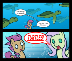 Size: 1069x896 | Tagged: safe, artist:haretrinity, fluttershy, scootaloo, pegasus, pony, seapony (g4), turtle, g4, surf and/or turf, animal, sea turtle, seaponified, seapony scootaloo, species swap, underwater