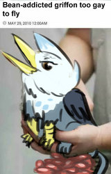 Size: 306x479 | Tagged: safe, artist:testostepone, oc, oc:ganix, griffon, human, kookaburra, :v, bean, beans, behaving like a bird, birds doing bird things, food, gay, holding a griffon, irl, irl human, looking at you, male, meme, open mouth, photo, ponified animal photo, sitting, smiling, smirk, solo focus, wat