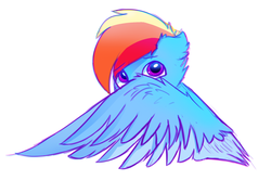 Size: 1671x1192 | Tagged: safe, artist:spntax, rainbow dash, pegasus, pony, g4, covering face with wings, female, looking at you, mare, shy, simple background, solo, white background