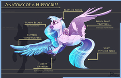 Size: 5100x3300 | Tagged: safe, artist:ghostlymuse, silverstream, classical hippogriff, hippogriff, g4, anatomy, anatomy guide, claws, female, open mouth, solo, spread wings, text, wings