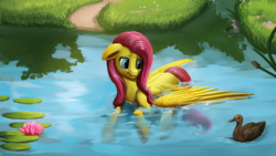 Size: 1920x1080 | Tagged: safe, artist:camyllea, fluttershy, duck, pegasus, pony, g4, cattails, female, floppy ears, lilypad, looking at someone, mare, outdoors, partially open wings, partially submerged, pond, reeds, scenery, solo, speedpaint available, swimming, turned head, water, waterlily, wings