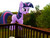 Size: 2500x1876 | Tagged: safe, artist:flutterbatismagic, twilight sparkle, pony, g4, backyard, female, giant ponies in real life, giant pony, giantess, impending doom, irl, macro, macro/micro, mega twilight sparkle, photo, photomanipulation, ponies in real life, what has magic done, what has science done