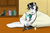 Size: 2400x1600 | Tagged: safe, artist:dualitydot, oc, oc only, oc:schwarz, pony, book, bookshelf, glass, reading, solo