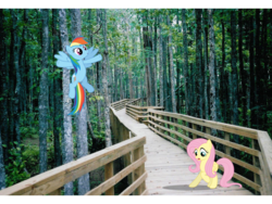 Size: 960x720 | Tagged: safe, fluttershy, rainbow dash, g4, flying, irl, photo, ponies in real life, vector