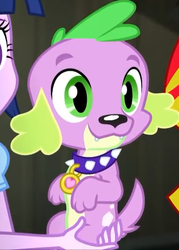 Size: 394x549 | Tagged: safe, screencap, spike, sunset shimmer, twilight sparkle, alicorn, dog, equestria girls, g4, my little pony equestria girls: rainbow rocks, cropped, holding a dog, male, offscreen character, paws, smiling, spike the dog, spike's dog collar, twilight sparkle (alicorn)